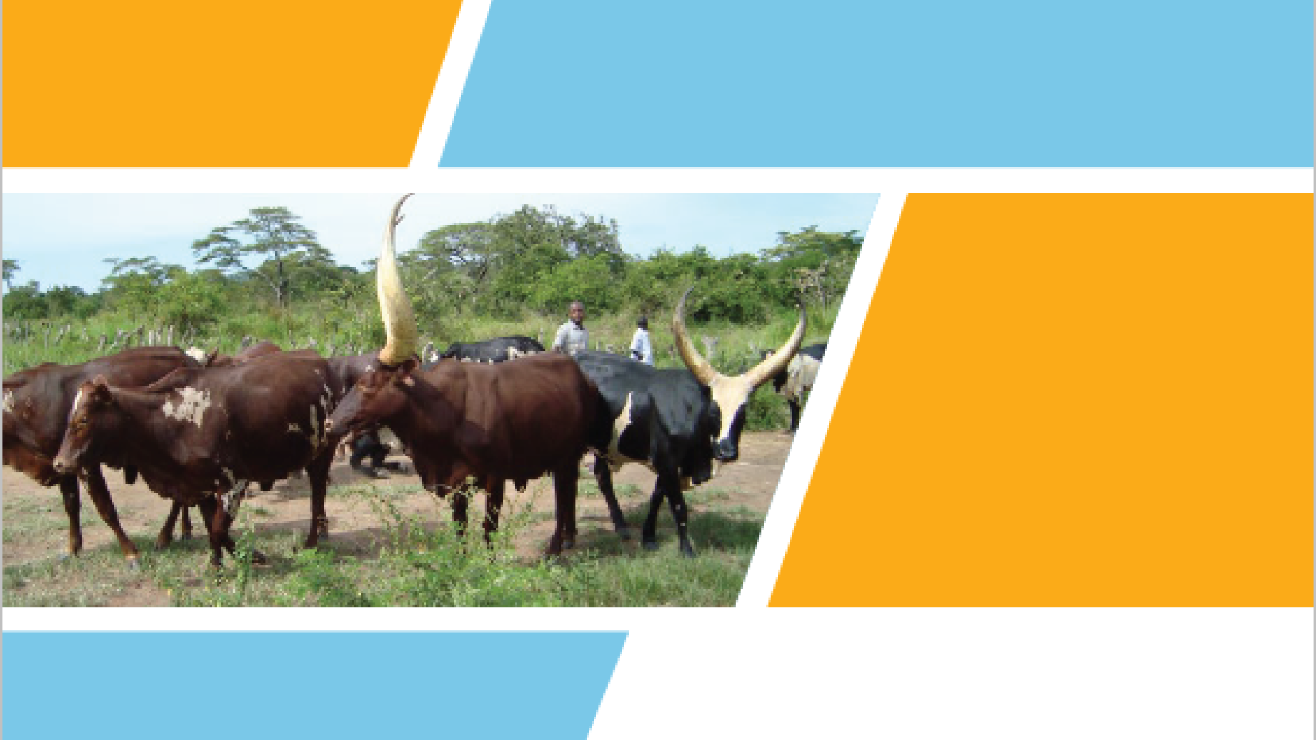 NAMA ClimateSmart Dairy Livestock Value Chains in Uganda United